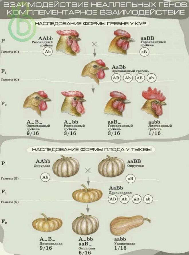 Форма гребня у кур. Комплементарное неаллельное взаимодействие генов. Комплементарность генетика форма гребня у кур. Неаллельные гены комплементарность. Комплементарность форма гребня.