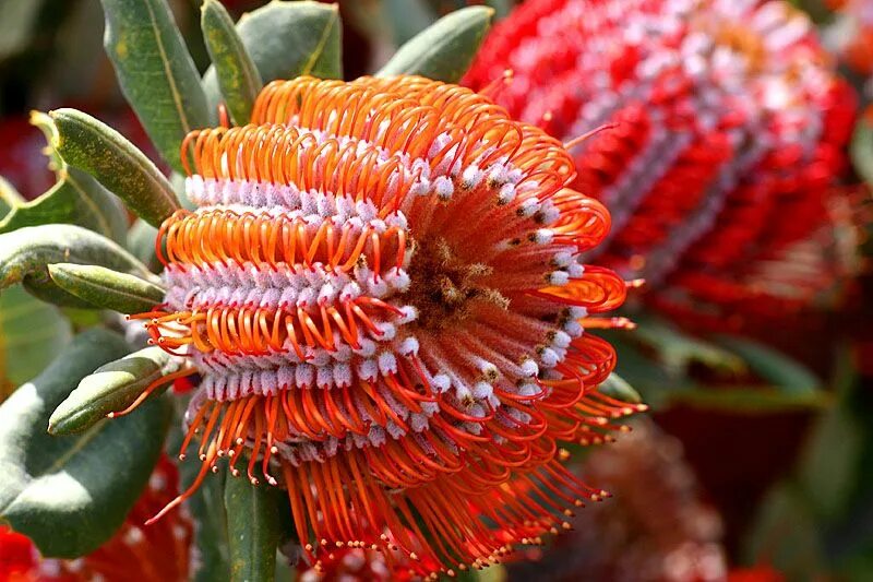 Банксия ярко-красная Banksia coccinea. Банксия Австралия. Растения Австралии Банксия. Банксия Хоокериана красная!.