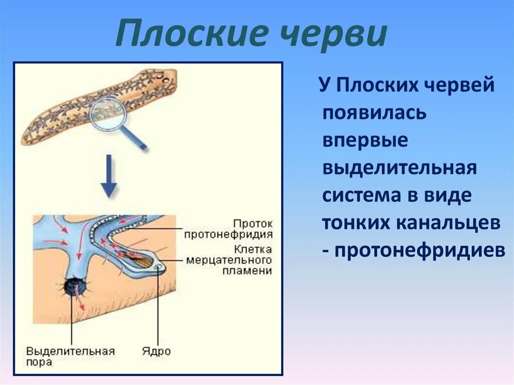 Выделительные трубочки червей. Выделительная система плоских червей. Плоские черви выделительная система. Выделительная система плоских червей представлена. Выделительную функцию у плоских червей выполняют.