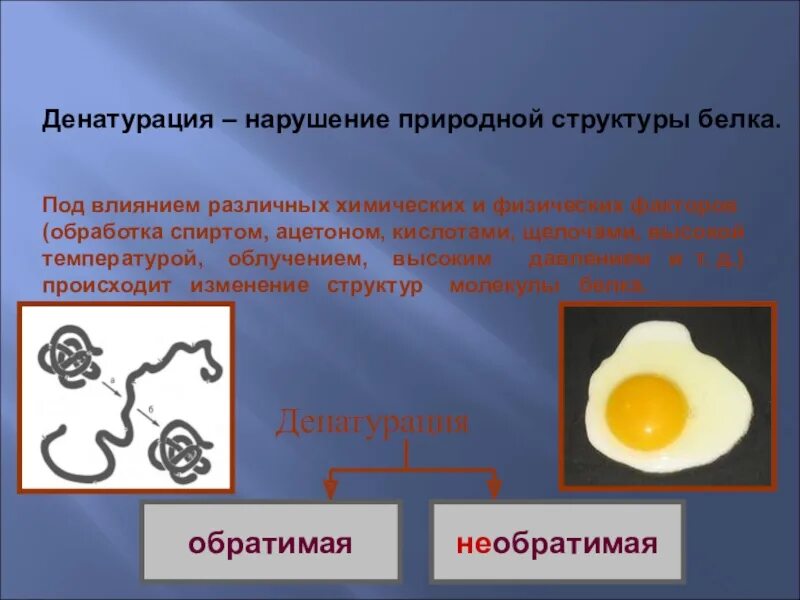 Процессы денатурации белков. Денатурация белка физические и химические факторы. Денатурация нарушение природной структуры белка. Структура белка денатурация. Физические и химические факторы денатурации.