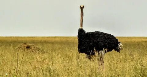 Страус в песке