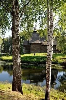 Березки у крыльца