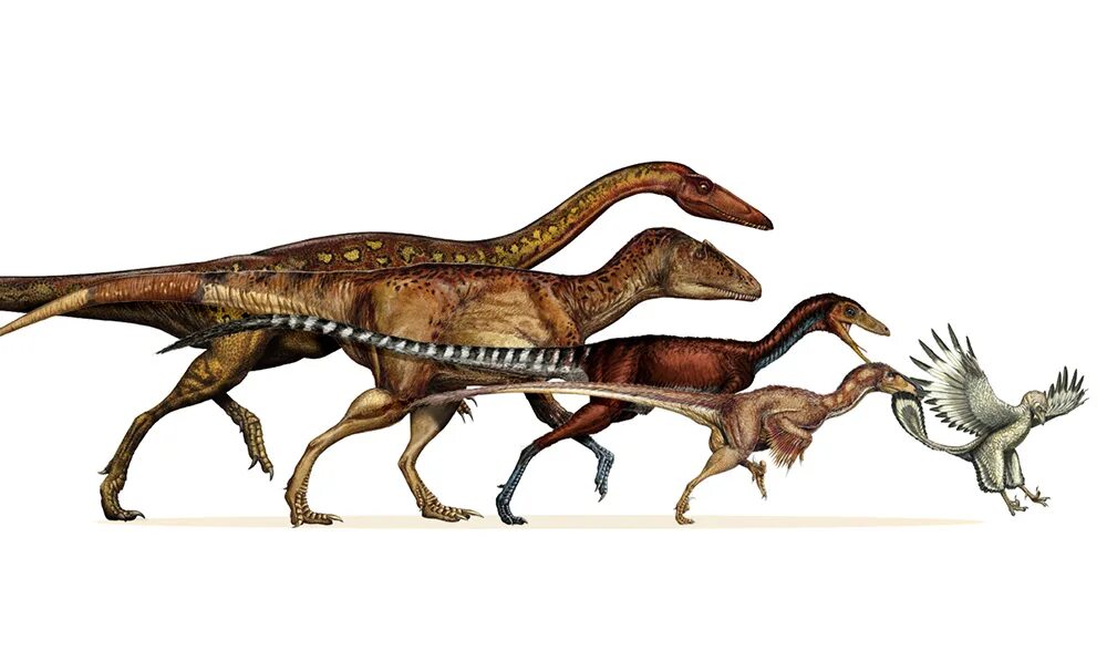 Птицы потомки. Птицы потомки динозавров. Теропод динозавр. Динозавры эволюционировали архозавров. Предки динозавров.