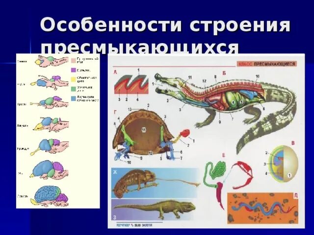 Строение тела пресмыкающихся. Строение рептилий. Жизнедеятельность пресмыкающихся. Внутреннее строение пресмыкающихся.