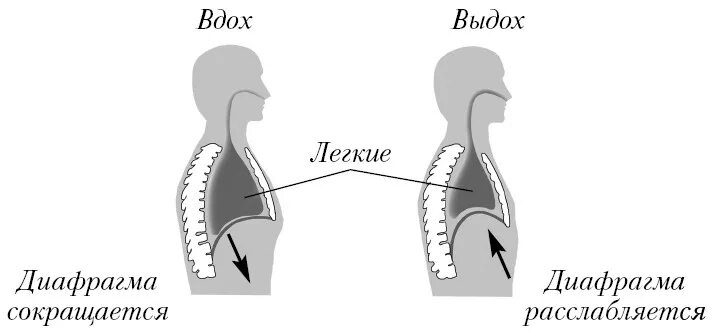 Вдох выдох выдох впр. Диафрагма вдох и выдох. Механизм вдоха и выдоха схема. Дыхательные движения вдох диафрагма. Механизм дыхания диафрагма вдох и выдох.