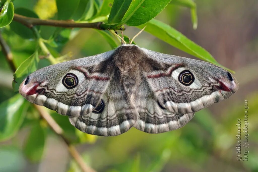 Павлиноглазка малая Saturnia Pavonia. Бабочка Сатурния Павлиноглазка. Павлиний глаз малый ночной (Saturnia Pavonia). Бабочка Saturnia Pavonia.