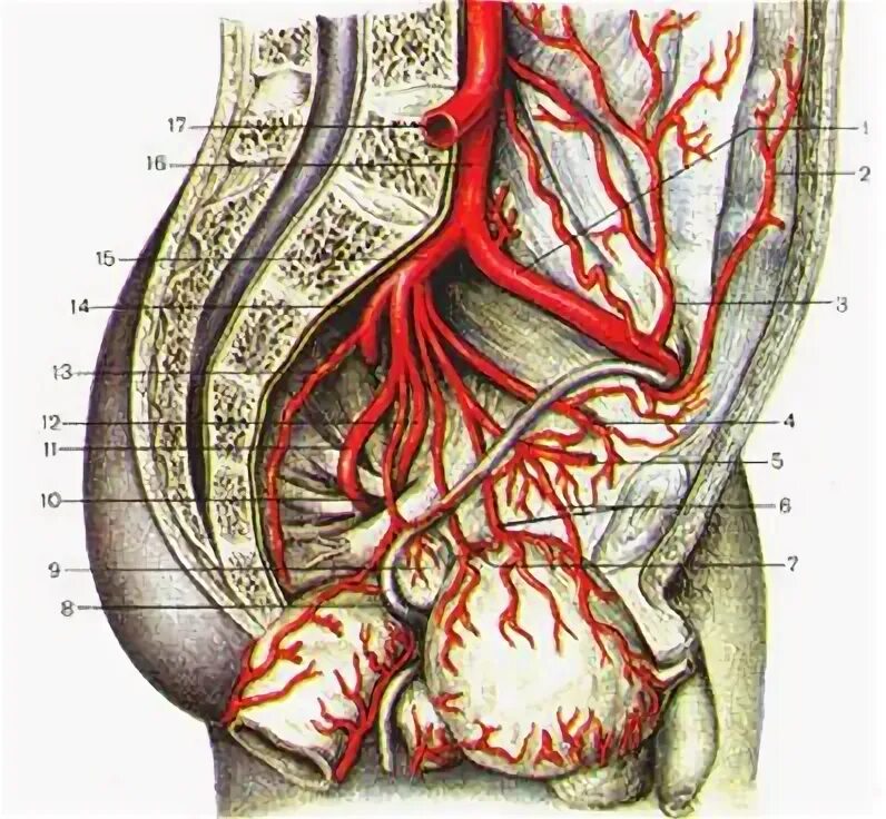 Препараты кровообращение малого таза. Подвздошная артерия анатомия. Внутренняя подвздошная артерия анатомия. Наружная подвздошная артерия кровоснабжает. Ветви внутренней подвздошной артерии анатомия.