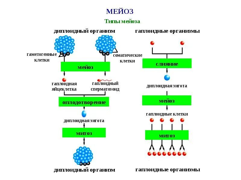 Образование гаплоидной макроспоры мейоз образование восьмиядерного. Гаплоидный набор хромосом в мейозе 1. Гаплоидный набор хромосом в мейозе. Гаплоидные и диплоидные клетки. Тип клеток мейоза.
