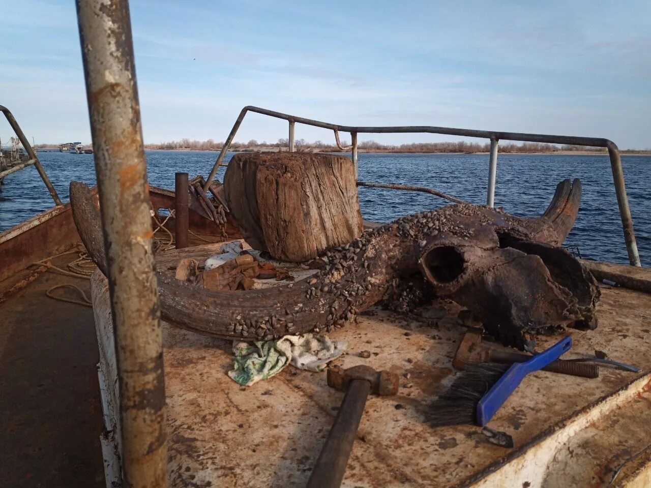 Нашли бизона. Со дна Волги подняли череп доисторического бизона. Дно Волги.