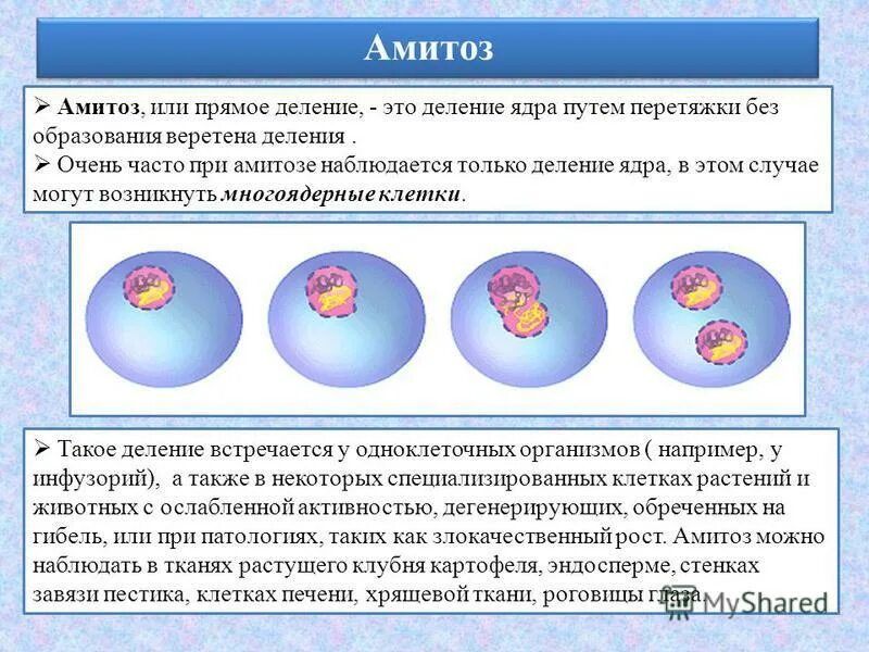 амитоз схема. амитоз презентация. амитоз эндомитоз политения. амитоз в животных клетках. деление клетки амитоз схема.