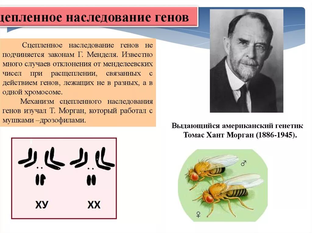 Подтверждена ли цитологическая теория сцепленного наследования. Морган закон сцепленного наследования опыты. Сцепленное наследование признаков 10кл. Сцепленное наследование Морган дрозофила.