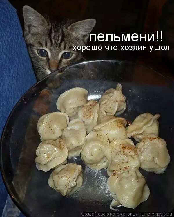 Пельмени собака пить