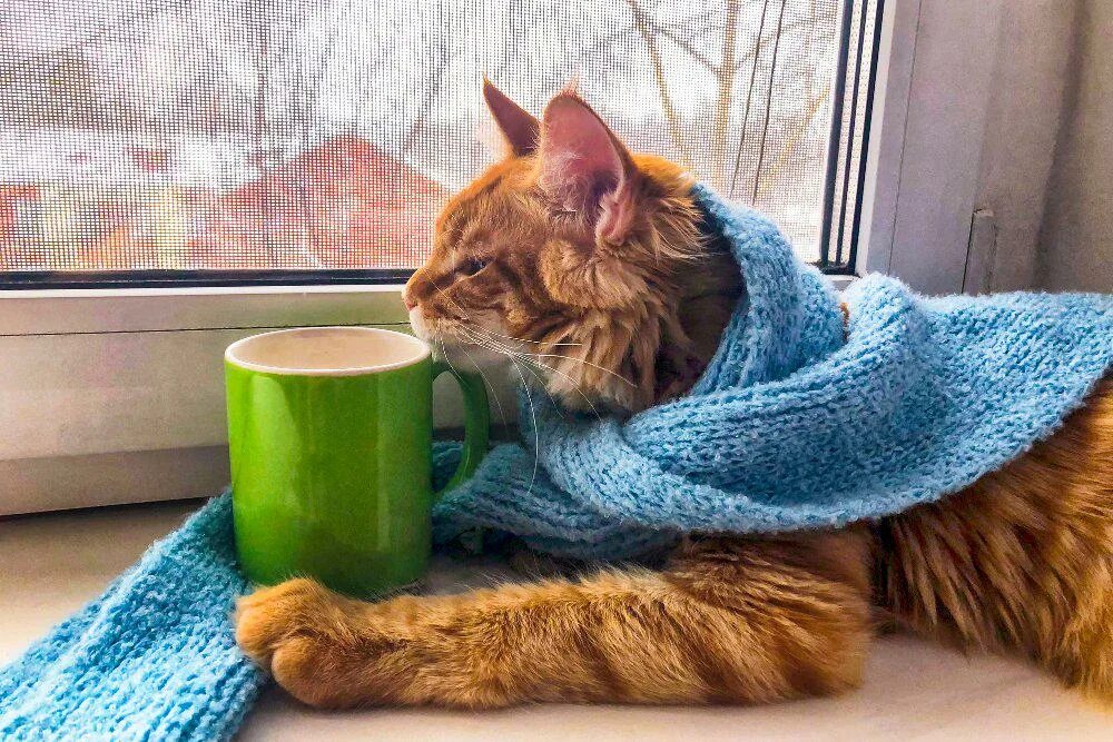 Как сделать коту тепло