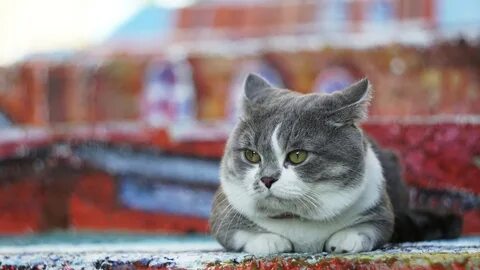Кинокотик
