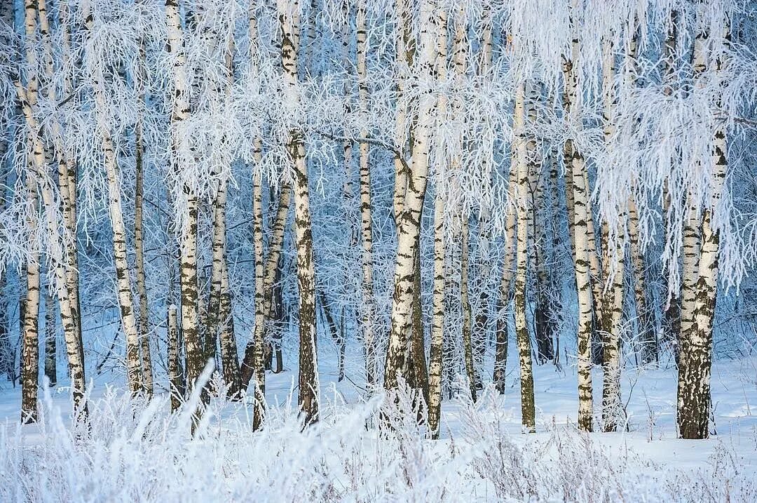 Зимняя березка. Береза зимой. Березовый лес зимой. Березовая роща зимой. Береза зима.