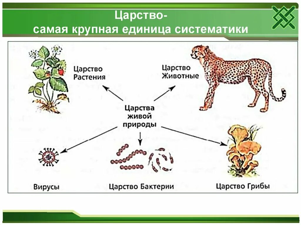 Царством живой природы являются. Царства живой природы 5 класс биология. Царство живой природы биология 6 кл. Схема царства живой природы 5 класс биология. Представители царства живой природы 5 класс.