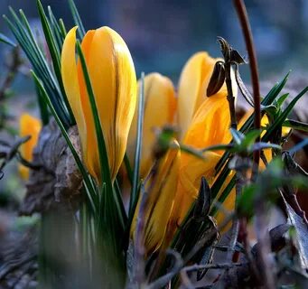 Spring awakens