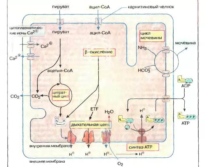 Метаболические процессы в митохондриях. Процессы осуществляющиеся в митохондрии биохимия. Роль митохондрий биохимия. Биохимические процессы в митохондриях.