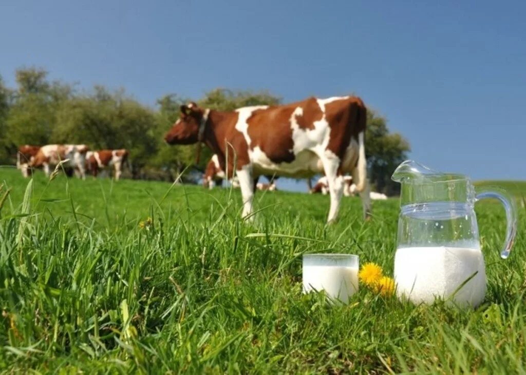 Молоко полученное от коровы 5. Сельское хозяйство молоко. Корова молоко. Сельское хозяйство коровы. Молочное животноводство.