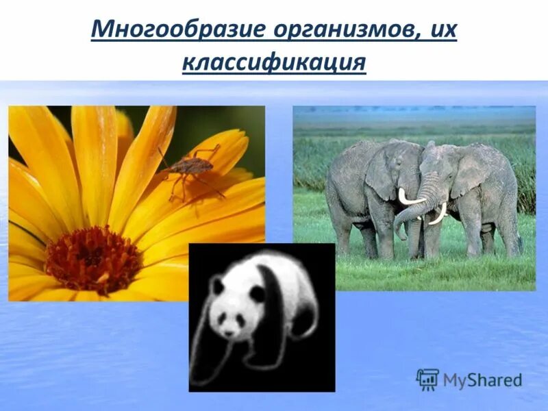 Многообразие организмов и их классификация