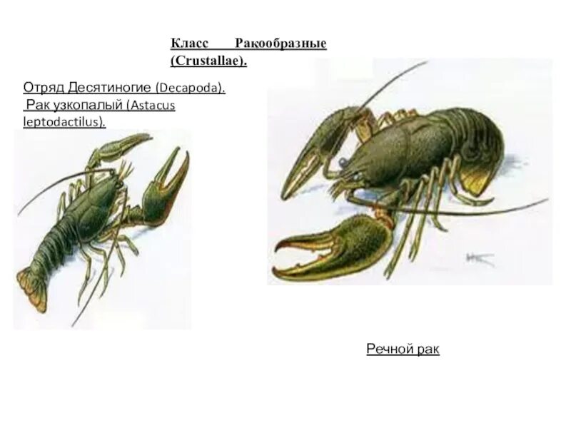Усики речного рака. Десятиногие ракообразные десятиногие ракообразные. Отряд десятиногие представители. Отряд ракообразные класс десятиногие. Отряд десятиногие ракообразные строение.