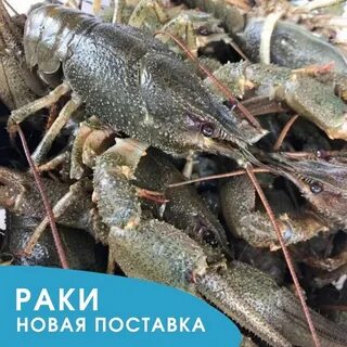 Раки рядом