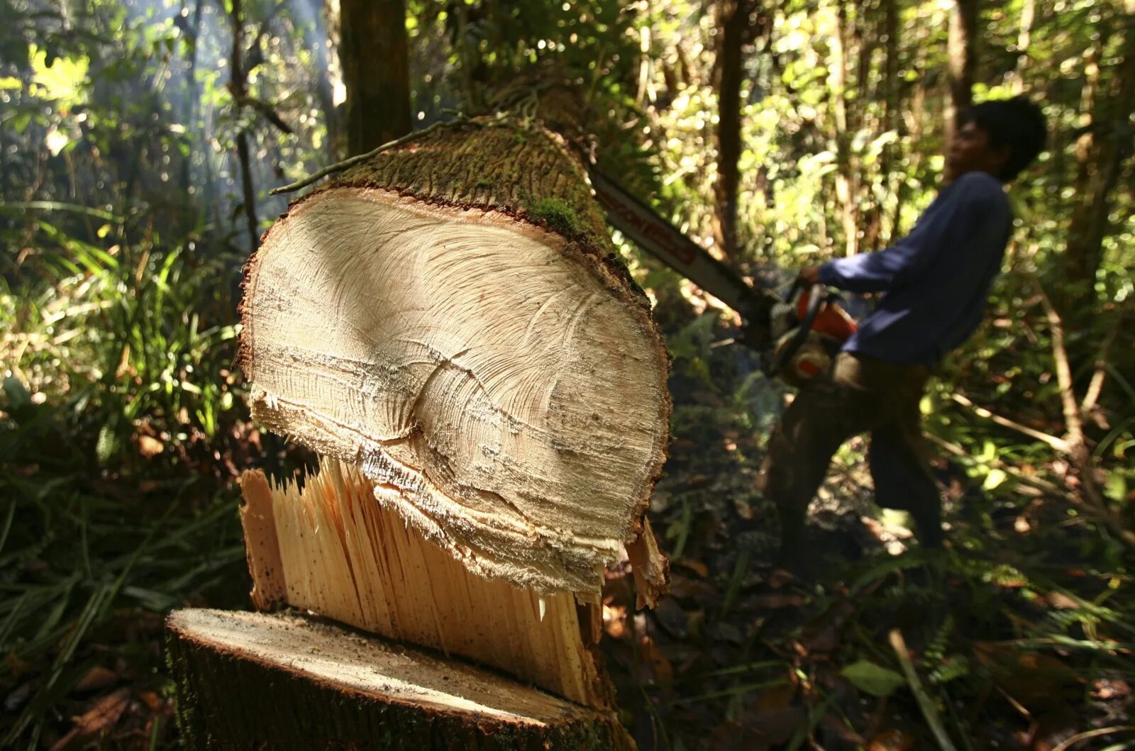 Clear cutting. Вырубка лесов в Индонезии. Вырубка пальмовых лесов в Индонезии. Вырубка тропических лесов Амазонии. Древесина в тропиках.