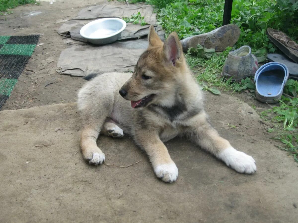 3 лайка. Щенок Западно сибирской лайки 3 месяца. Щенок лайки 3 месяца Западносибирская лайка. Щенки ЗСЛ 3 месяца. Западно Сибирская лайка 6 месяцев.