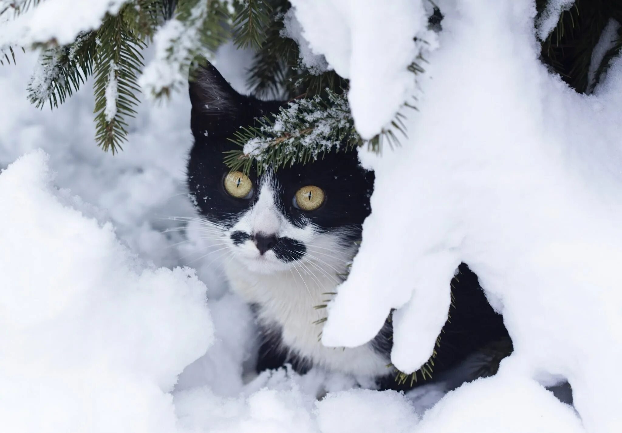 Пестрый снег. Аляскинский снежный кот. Кошка зима. Кошки зимой. Кошка в снегу.