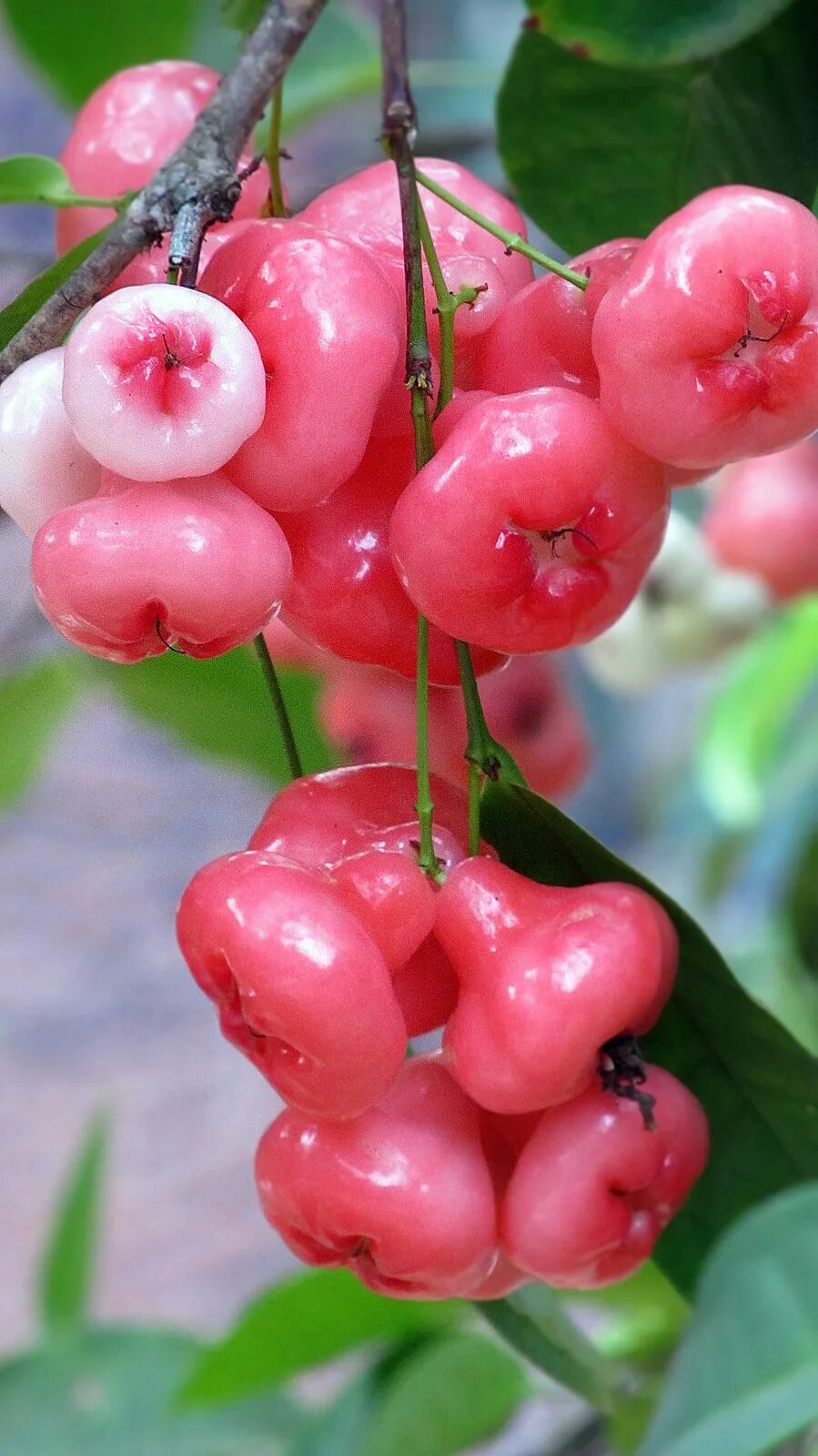 Самые интересные ягоды. Яванское яблоко Syzygium samarangense. Тайское яблоко Чомпу. Сизигиум прозрачноплодный. Экзотические ягоды.