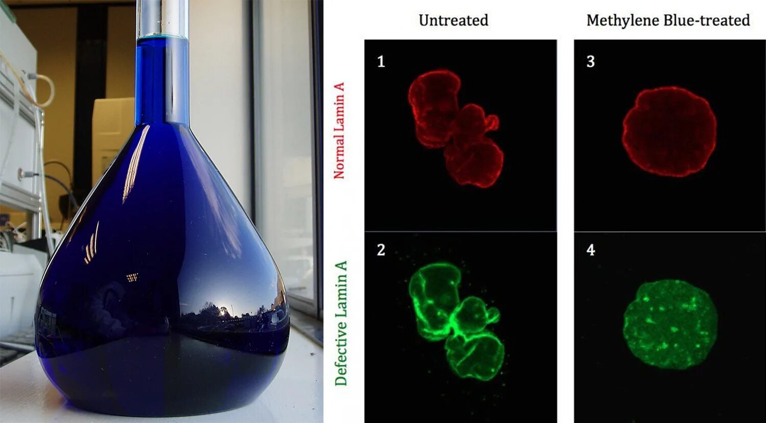 Methylene blue. Метиленовый синий гистология. Метиленовый синий для микроскопии. Окраска метиленовым синим гистология. Метиленовый синий в кислой среде.