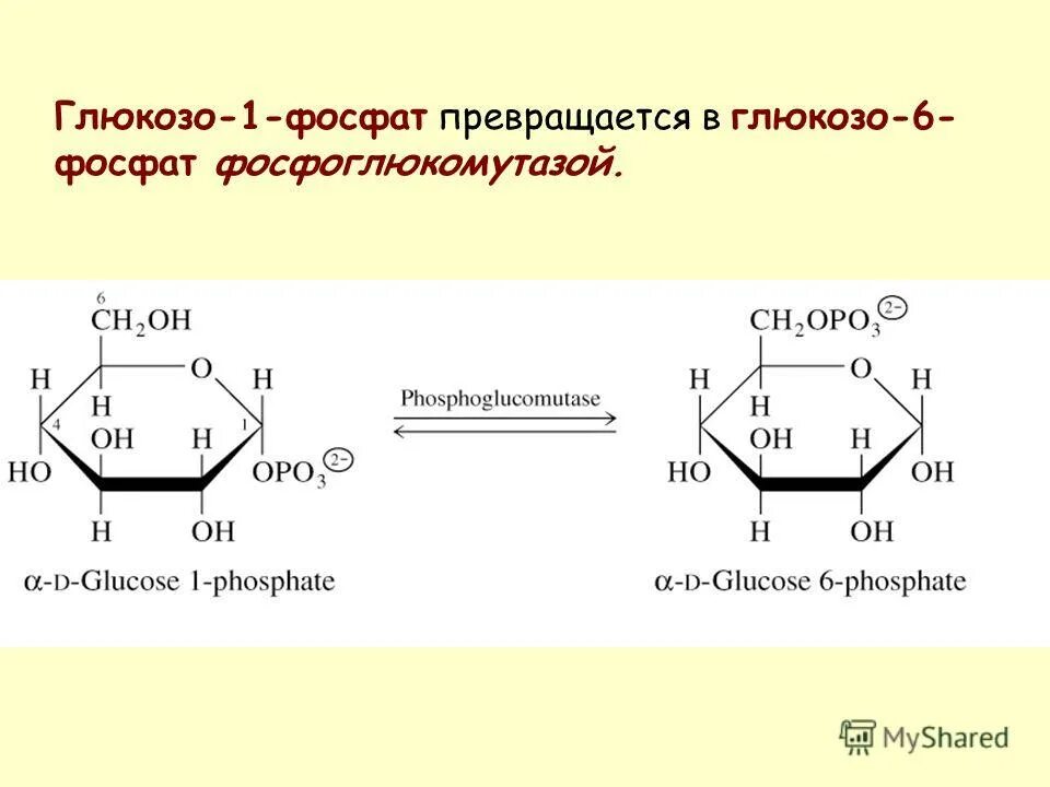 Изомеризация глюкозо-1-фосфат. Глюкоза глюкозо 6 фосфат глюкозо 1 фосфат. Фермент фосфоглюкомутаза. 1 фосфат. 1 фосфат.