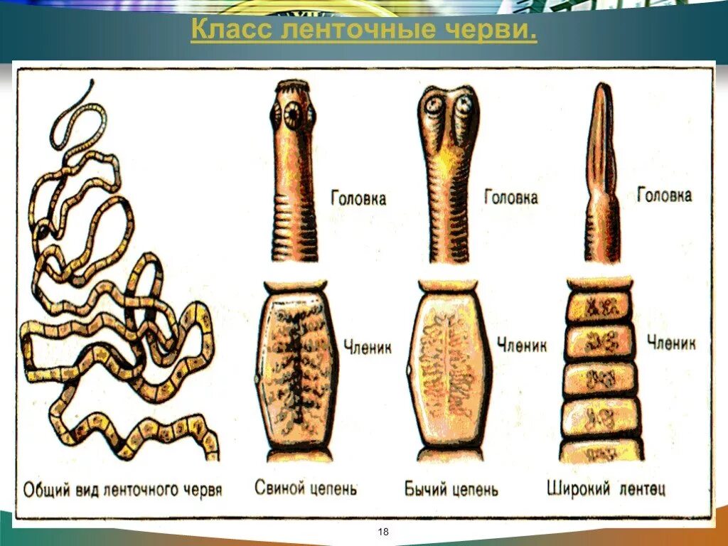 Про ленточных червей. Строение ленточных червей паразитов. Паразиты бычий цепень, свиной цепень. Плоские черви ленточные строение. Строение плоских червей ленточне.