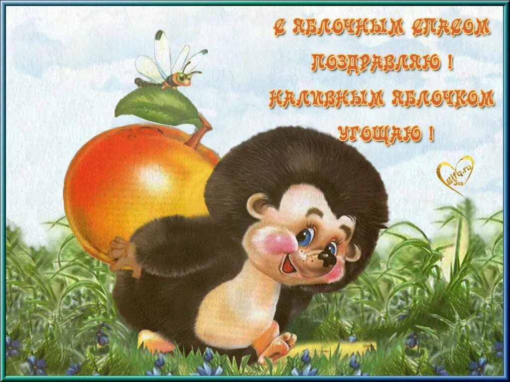 Поздравляю со спасом яблочным. С яблочным спасом с ежиком. яблочный спас открытки с ёжиком. поздравления с яблочным спасом с ежиком. старые открытки со спасом.