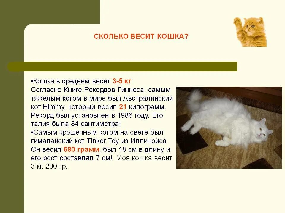 Сколько обычно котят у кошки. Сколько весит кошка. Масса домашней кошки. Среднестатистический вес кота. Сколько должен весить кот.