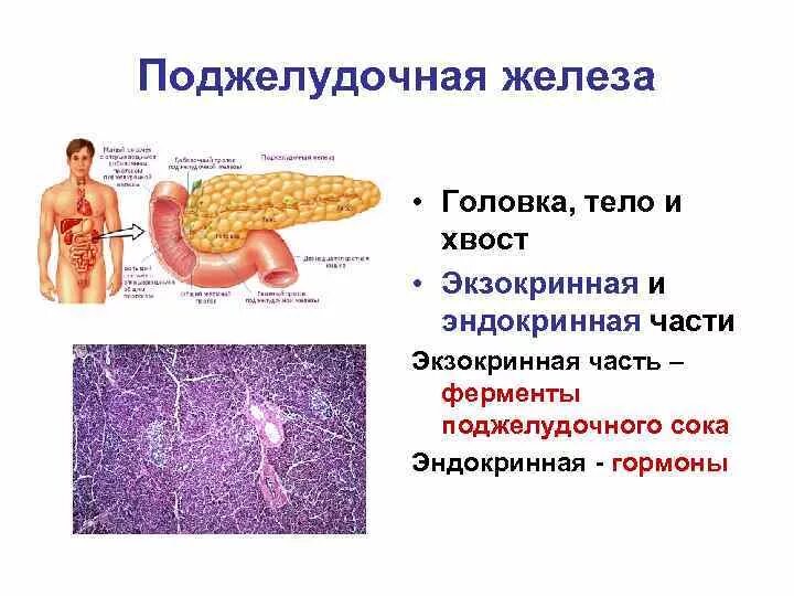 Функции экзокринной и эндокринной частей поджелудочной железы. Ферменты экзокринной части поджелудочной железы. Экзокринная часть поджелудочной железы. Экзокринная часть поджелудочной железы функции.