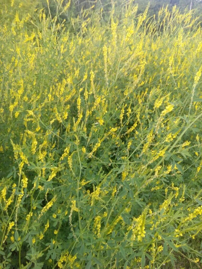 Донник луговой. Донник желтый, буркун желтый. Клевер донник. Донник желтый медонос. Донник буркун.