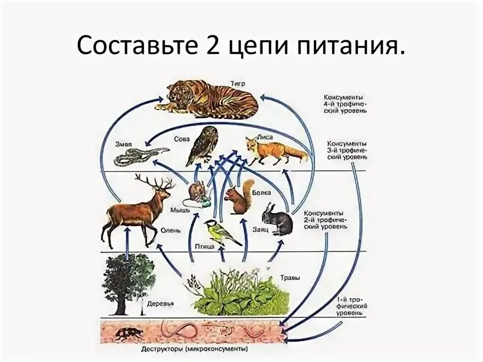 Цепи и сети питания экологические пирамиды. Пищевая цепь ОГЭ биология. Цепи питания ОГЭ. Цепь питания основа дерево.