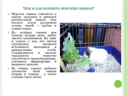 Чем кормить морскую свинку список продуктов