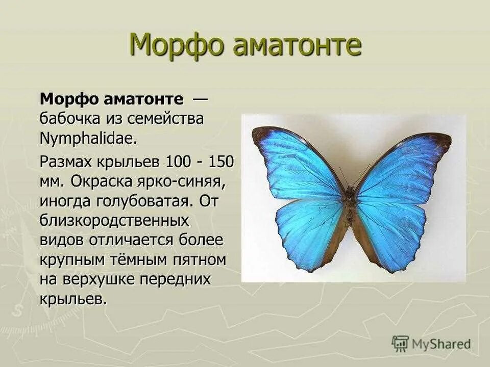 Текст описания бабочки. Morpho Amathonte. Блю Морфо бабочка Легенда. Морфо Ахилл бабочка. Доклад про бабочку Морфо.
