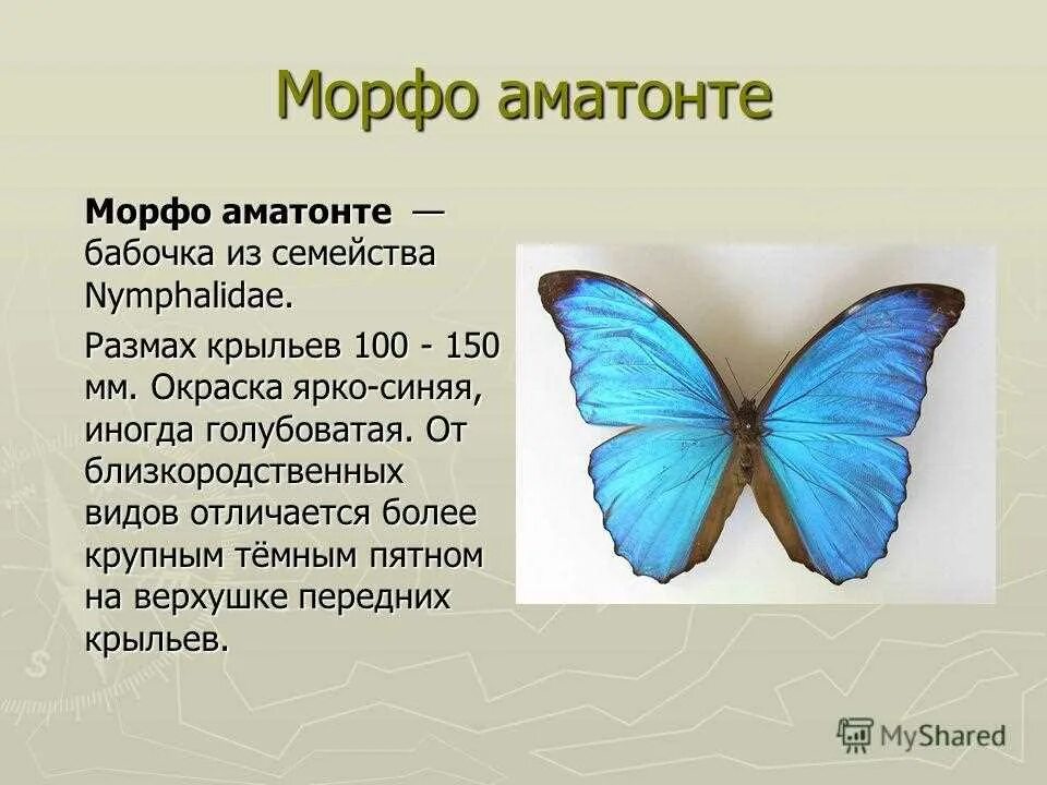 Morpho Amathonte. Блю Морфо бабочка Легенда. Морфо Ахилл бабочка. Доклад про бабочку Морфо. Текст описания бабочки