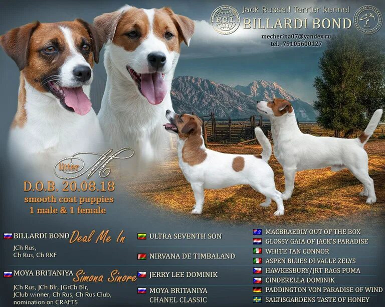 джек-рассел-терьер гладкошерстный щенок. джек рассел терьер чемпион. джек-рассел-терьер рост щенка. щенок джек рассел терьер размер. джек рассел ркф группа.