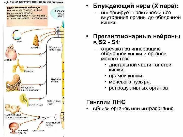 Ядра блуждающего нерва иннервация. Постганглионарные волокна блуждающего нерва. Вагус блуждающий нерв. Поджелудочная железа иннер. Иннервация сердца физиология схема.