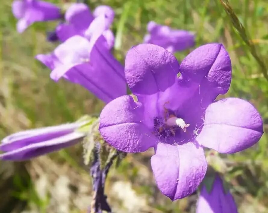 Campanula komarovii. Колокольчик Комарова Плантариум. Колокольчик Комарова видовой. Колокольчик Комарова цветы. Колокольчик занесена в красную