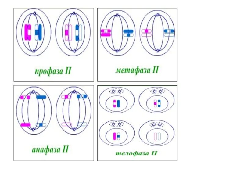 Метафаза мейоза 2. Метафаза мейоза 1 и 2. Схема профазы 1 мейоза. Мейоз 2 метафаза 2.