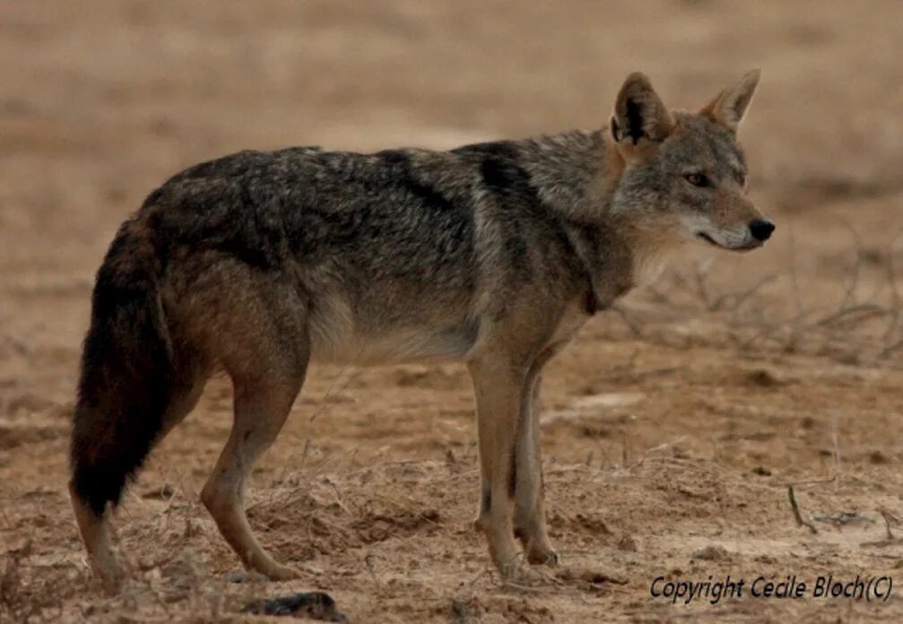 Койот пятнистый. Canis crystallum. Canis ferus. Jacamerops aureus. Обыкновенный шакал (canis aureus).