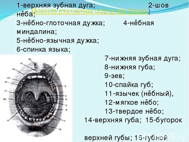 Губной латынь