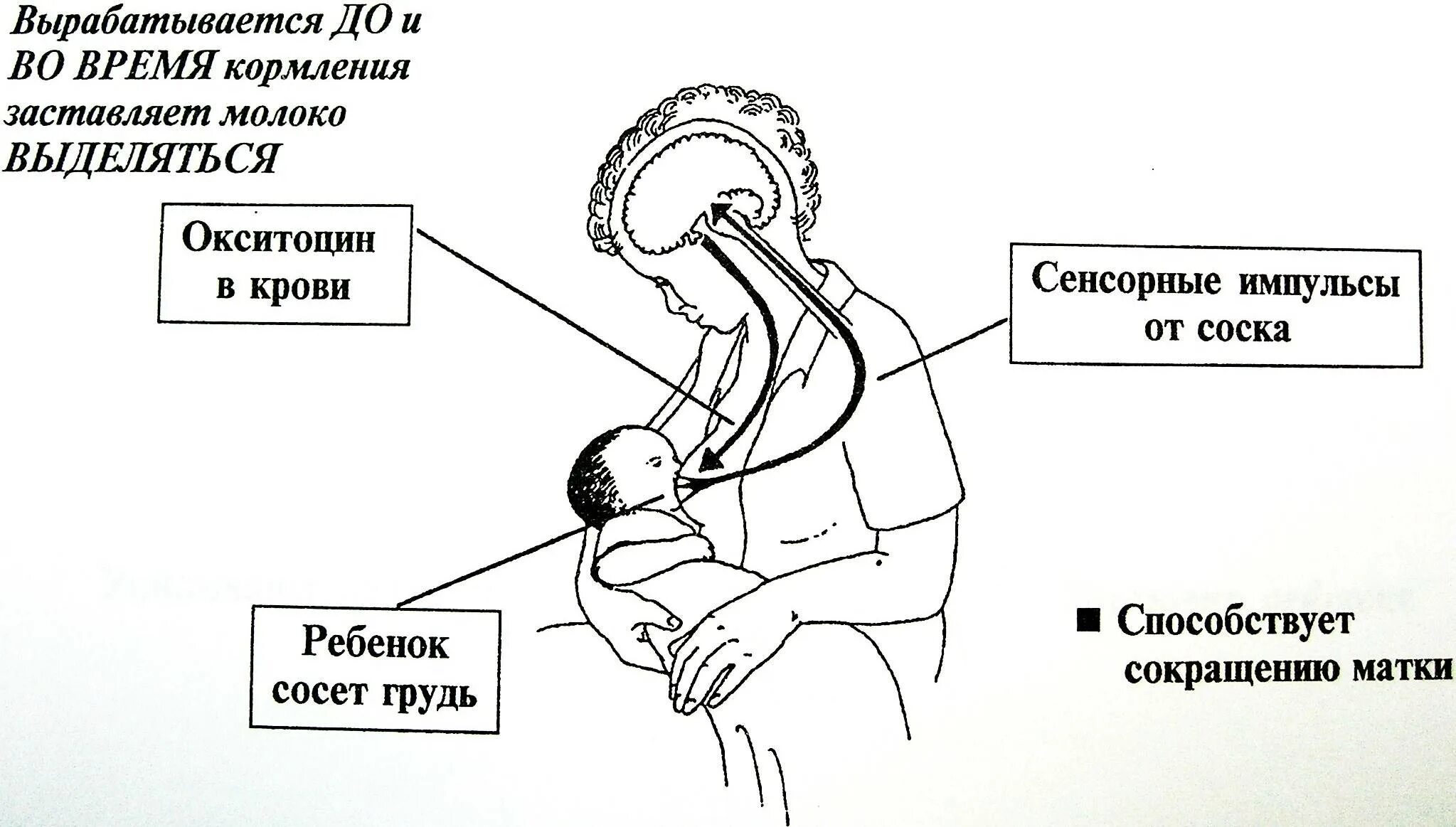 Схема рефлекса окситоцина и пролактина. Механизм выделения грудного молока. Механизм сосания грудного молока ребенком. Рефлекс пролактина и окситоцина. Пролактин молоко