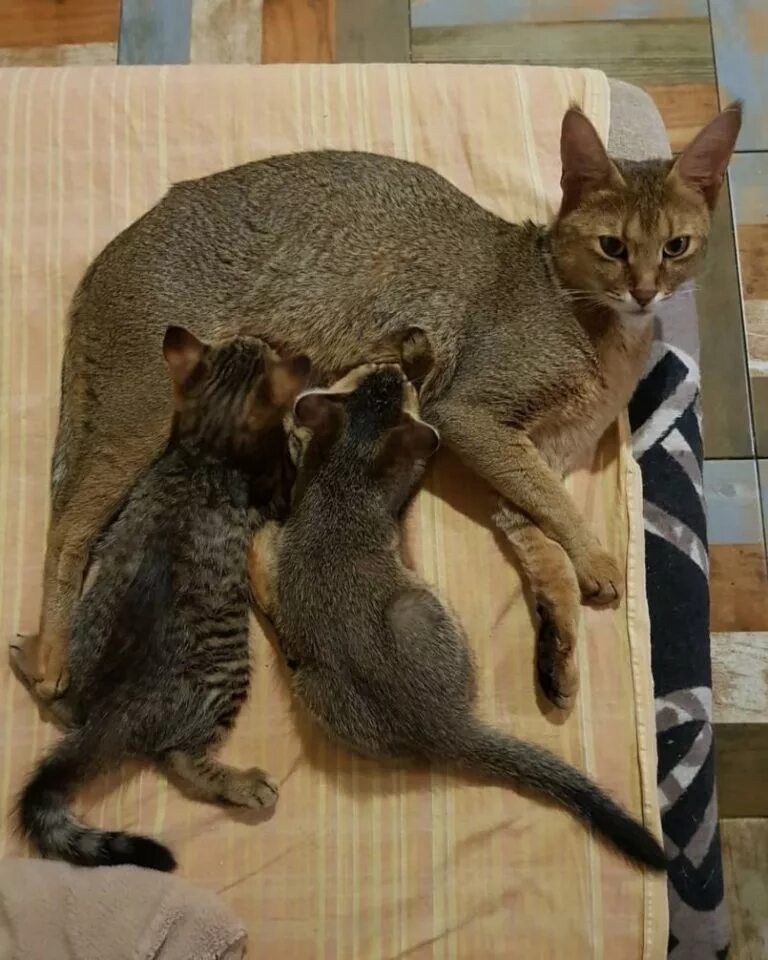Камышовый кот размеры. Камышовый кот. камышовый кот вульф. камышовые кошки домашние.