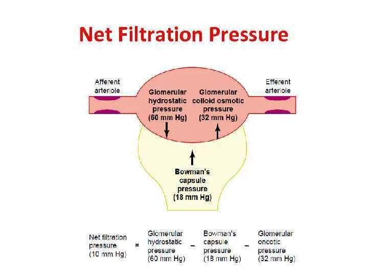 Net filtering service. Filtration. filtration membrane kidney. human filtration. how we find net filtration pressure.